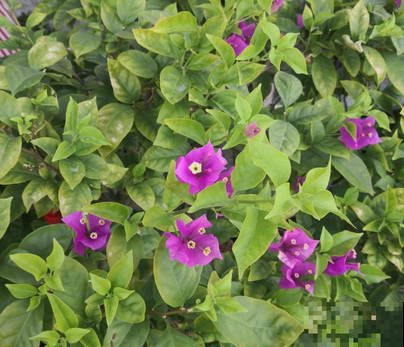 给三角梅扦插,选准秋天,来年花开一大片! 给三角梅扦插,选准秋天,来年花开一大片!