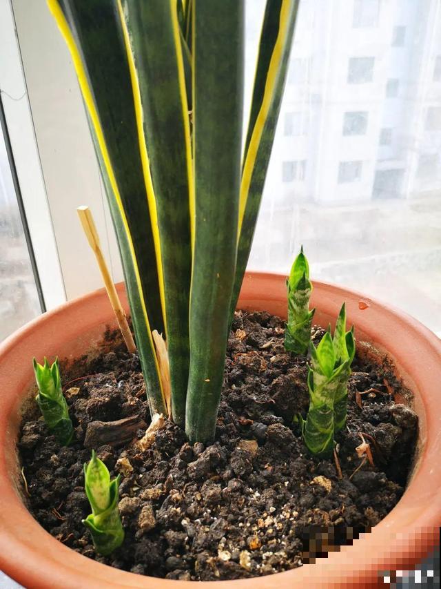 养根的3个小方法,照着一步步做,根能撑爆盆! 养根的3个小方法,照着一步步做,根能撑爆盆!