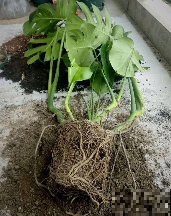 8种花换盆,换好了生一堆,换错立马死! 8种花换盆,换好了生一堆,换错立马死!