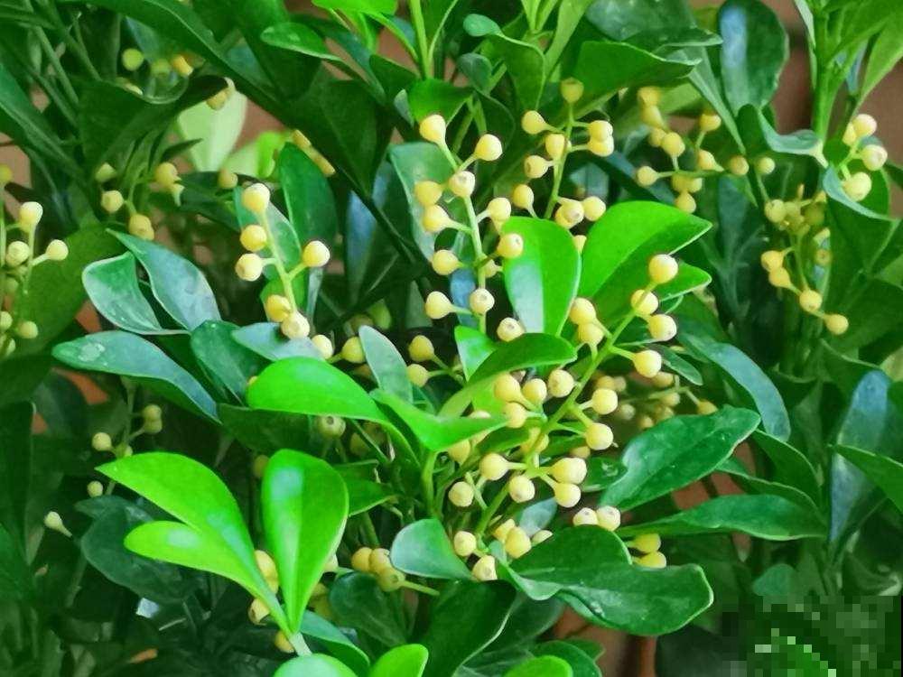 绿萝叶尖滴水珠,脚一踩还黏糊糊,其实是好事! 绿萝叶尖滴水珠,脚一踩还黏糊糊,其实是好事!