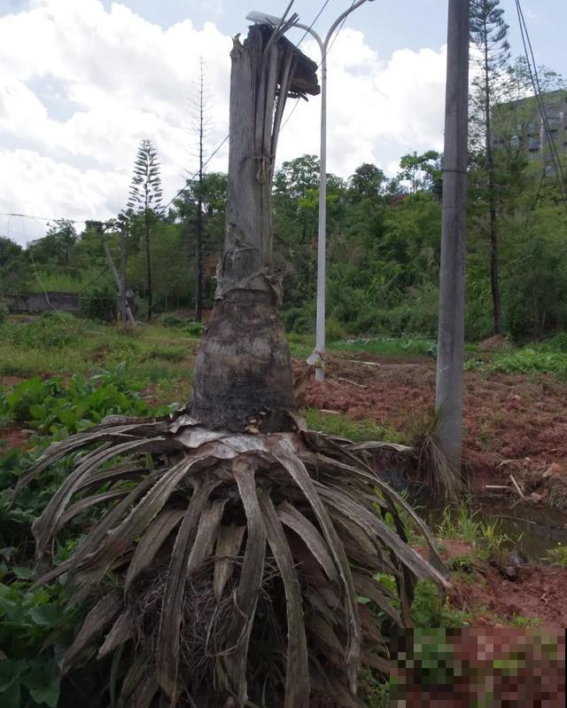 寿命最长的花，10岁养到100岁，够你养一辈子！
