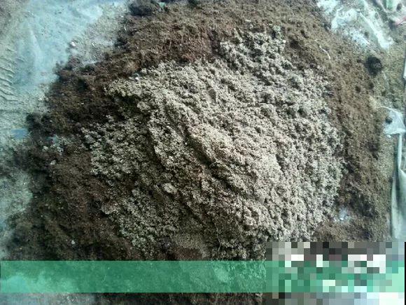 扦插有啥难？1根吸管，插活6盆花，太简单了！