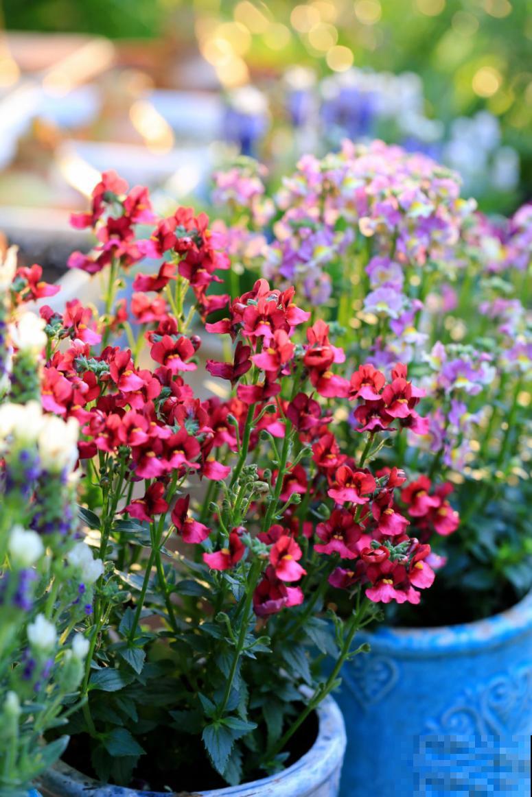 阳台新宠龙面花,花量超大颜色多,四季都开不停! 阳台新宠龙面花,花量超大颜色多,四季都开不停!