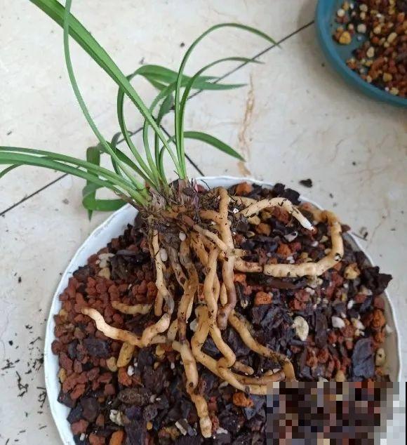 养花不一定要用大花盆，8种花要换小盆，挤着养才能长好