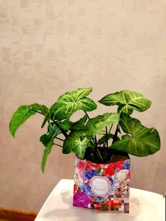 文竹掐个枝，找个瓶子插水里，呼呼冒出小笋芽