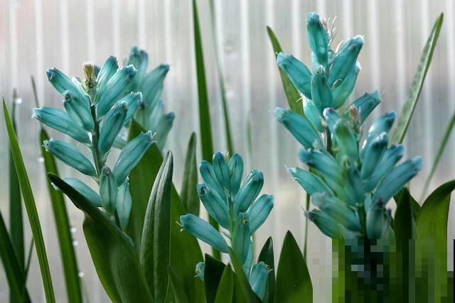 9种罕见又美妙的植物,你要认识一种,我都承认你厉害! 9种罕见又美妙的植物,你要认识一种,我都承认你厉害!