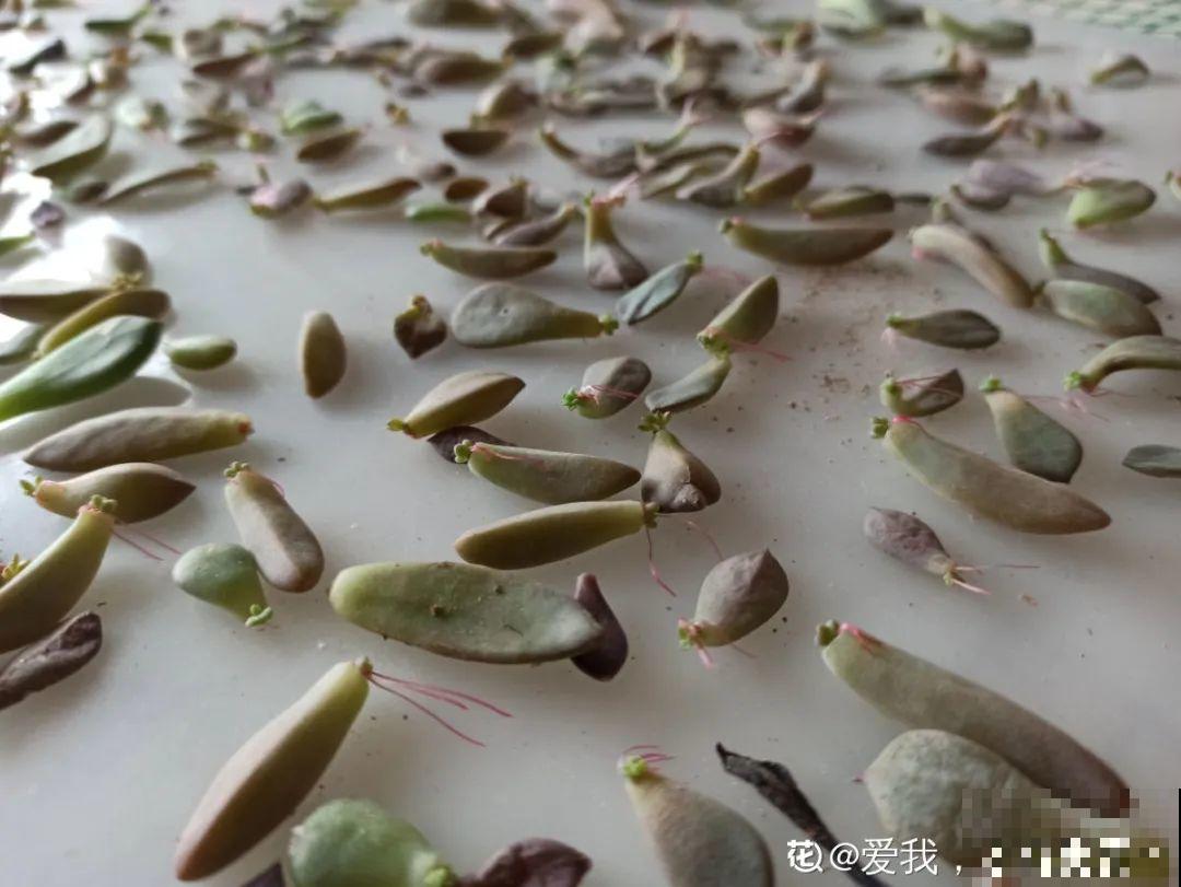 你扔的花,我捡回家,半个月起死回生! 你扔的花,我捡回家,半个月起死回生!