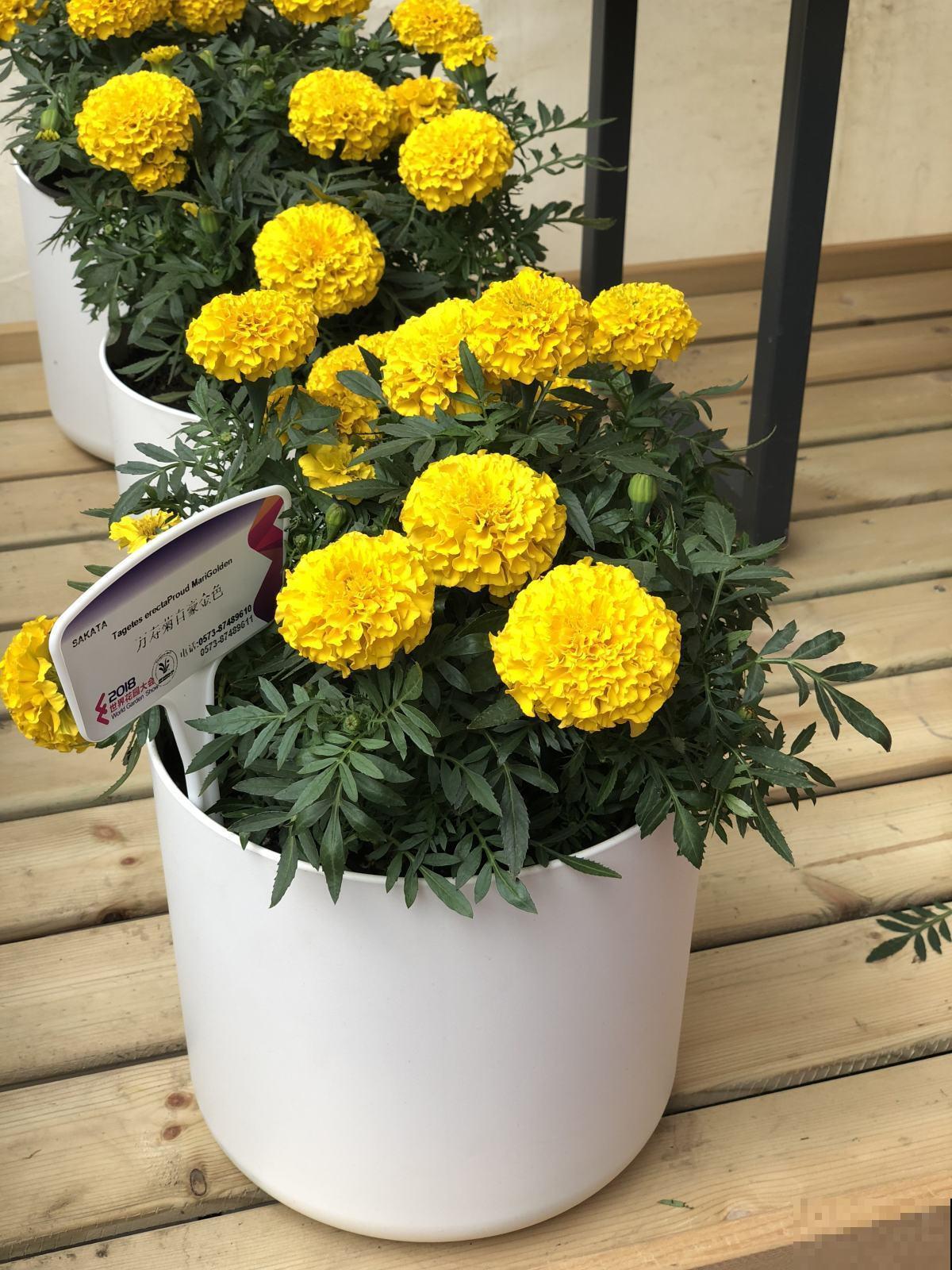 养这3盆花,蚊虫3个月不敢来,比花露水还有效果! 养这3盆花,蚊虫3个月不敢来,比花露水还有效果!