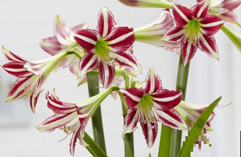 种朱顶红种球有讲究，6个错误常犯，看看你中了没！