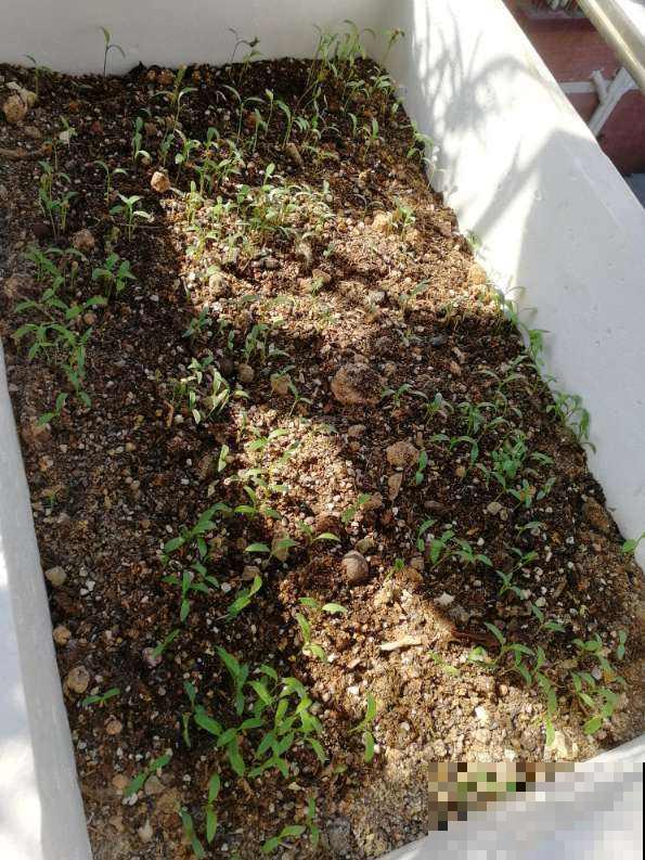 阳台种菜要规划好,才能看起来干净整洁,光用泡沫箱不行 阳台种菜要规划好,才能看起来干净整洁,光用泡沫箱不行