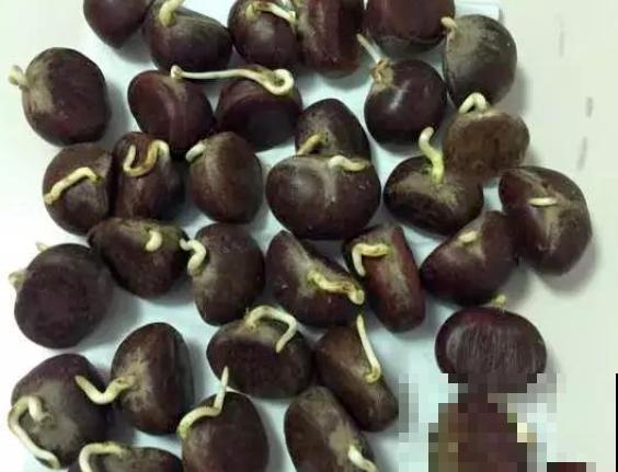 吃不完的板栗别扔,找个花盆种下,长出可爱小盆栽! 吃不完的板栗别扔,找个花盆种下,长出可爱小盆栽!