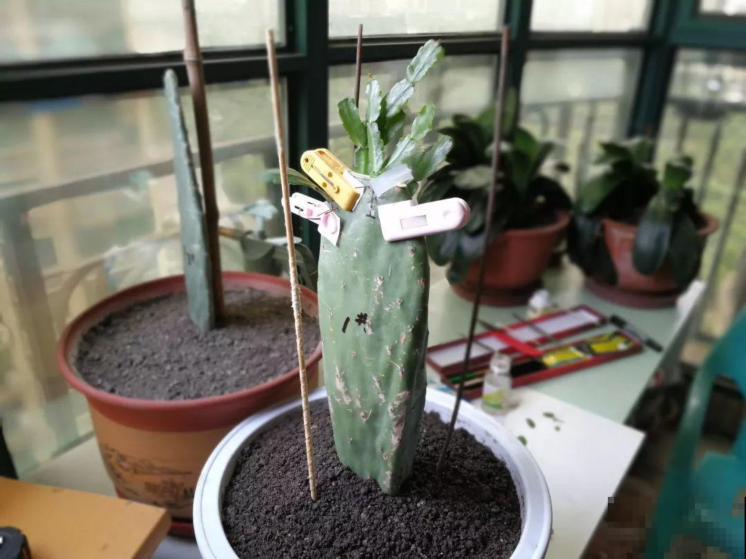 嫁接达人,玉树嫁接长寿上,花友直呼内行! 嫁接达人,玉树嫁接长寿上,花友直呼内行!