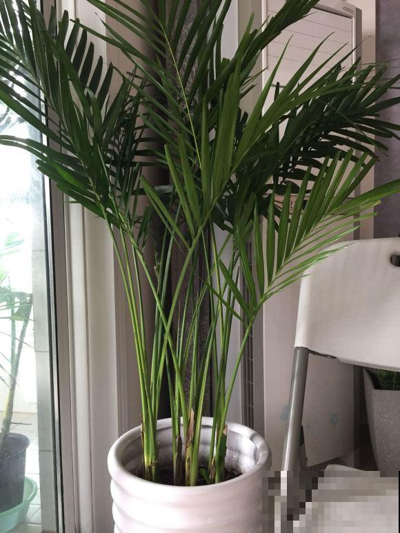 这5种绿植,长得实在太像了,一不小心就买到假货! 这5种绿植,长得实在太像了,一不小心就买到假货!