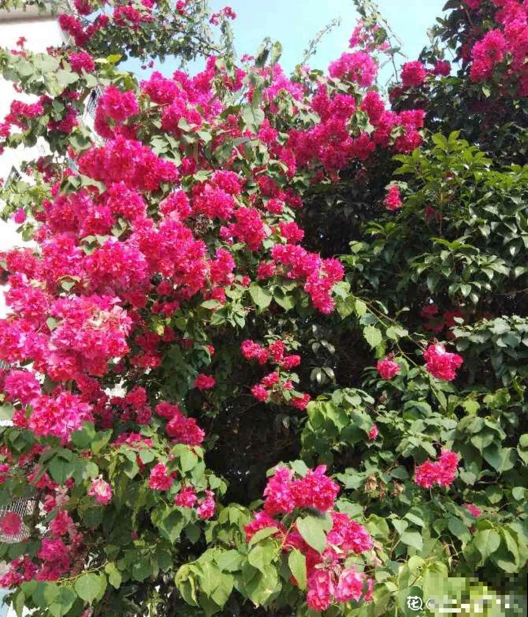 家里养3种花,最怕遇见这个,抓紧避免才能疯长! 家里养3种花,最怕遇见这个,抓紧避免才能疯长!