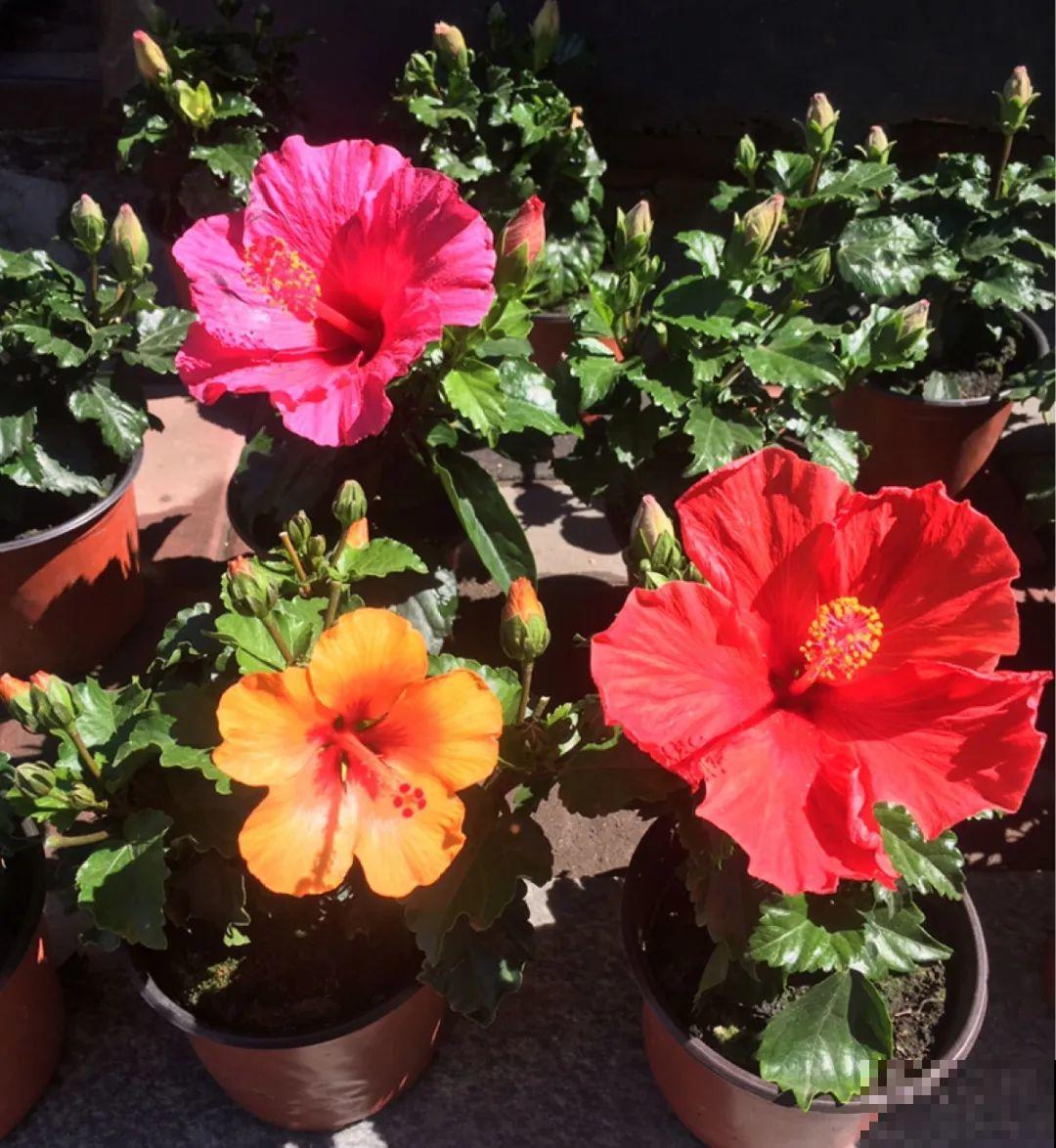 9月后就养这些花,比绿萝好养,疯狂开花到明年! 9月后就养这些花,比绿萝好养,疯狂开花到明年!