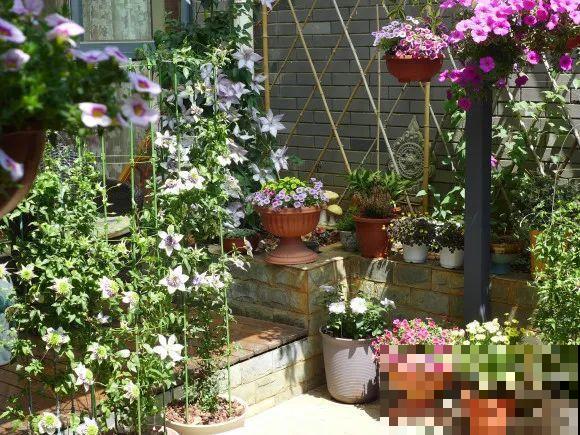 秋天的院子,养点喜欢的花,乐得自在 秋天的院子,养点喜欢的花,乐得自在