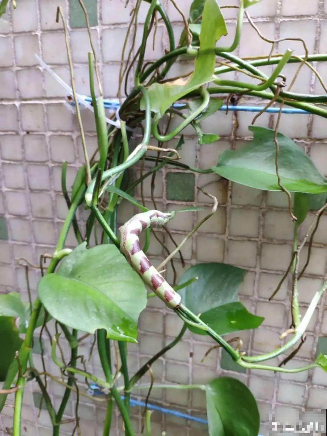 秋天虫子泛滥，不注意预防，家里的花都遭殃！