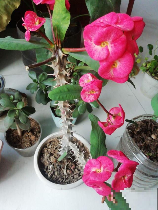 观赏佳品虎刺梅，4招养好，冬天也能开满盆！