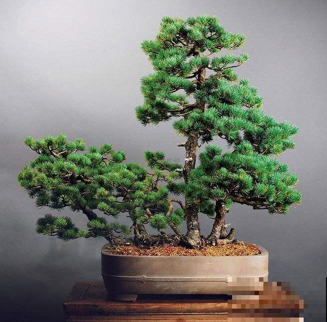 惊艳的6大盆景造型,中国植物艺术的巅峰,收藏起来! 惊艳的6大盆景造型,中国植物艺术的巅峰,收藏起来!