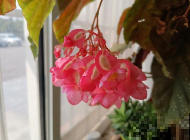 银星海棠特能开,阳台种一盆,一开就是一整年! 银星海棠特能开,阳台种一盆,一开就是一整年!