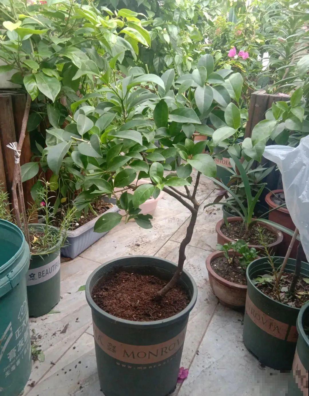 枝条不用扦插也能繁殖，环割一圈裹上土，塑料袋一包就能长根