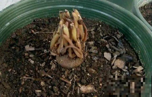 三伏已过,这花可以处理了,晚了错过开花! 三伏已过,这花可以处理了,晚了错过开花!