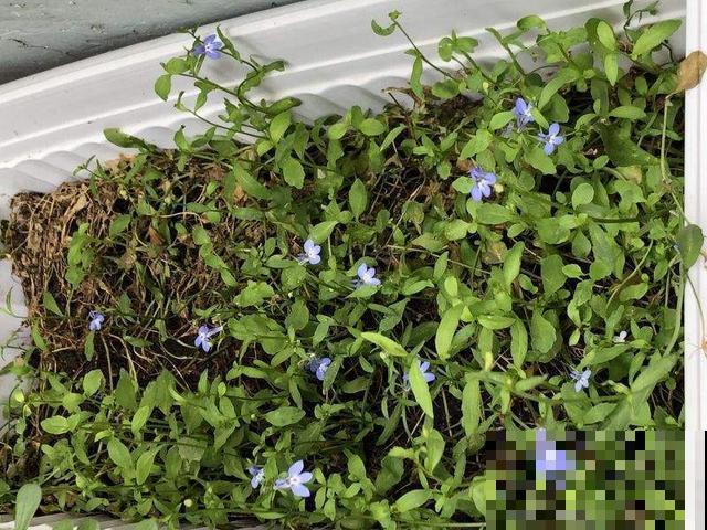 秋冬别养绿萝了，这种耐寒的开花机器，更适合懒人养！