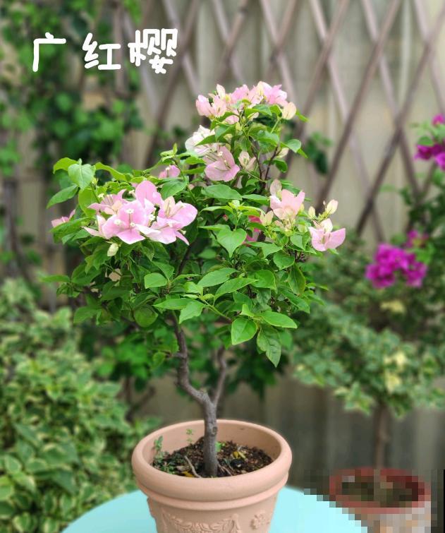 20平的小楼顶，养了100多盆三角梅，花团锦簇美不胜收！