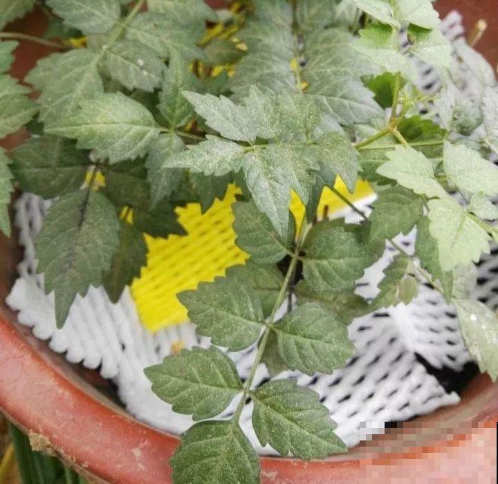 盆面冒杂草，到底拔不拔？