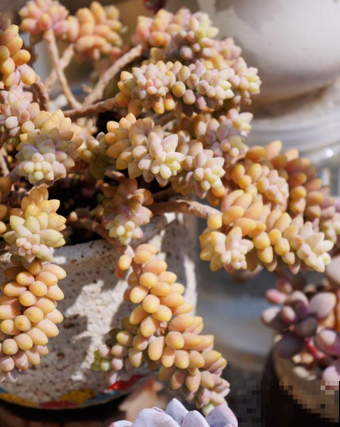 多肉养胖攻略,3步变成肉墩子,一个月就有效! 多肉养胖攻略,3步变成肉墩子,一个月就有效!