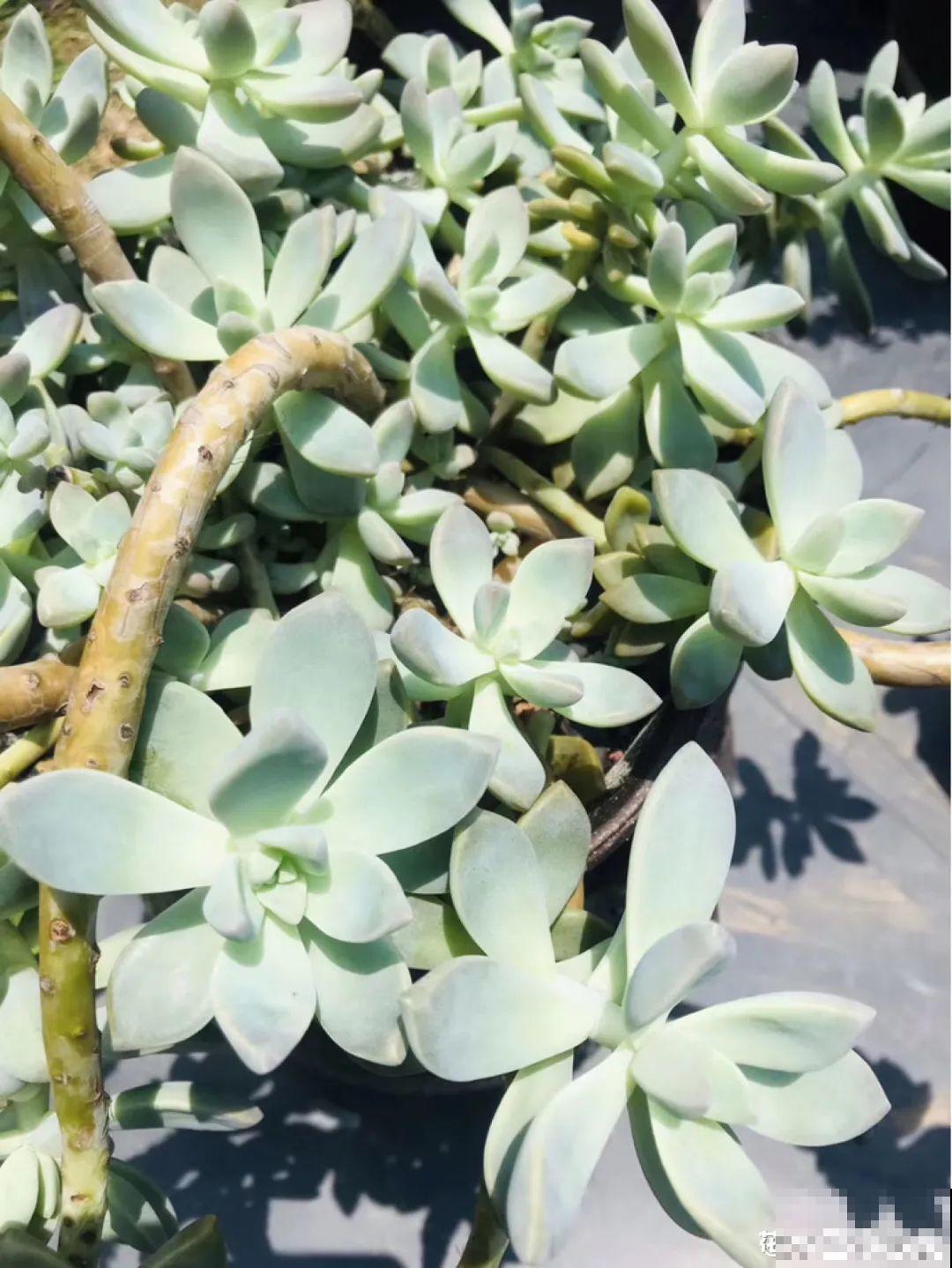 20种花秋天浇水避坑指南,现在就注意,来年长更好! 20种花秋天浇水避坑指南,现在就注意,来年长更好!