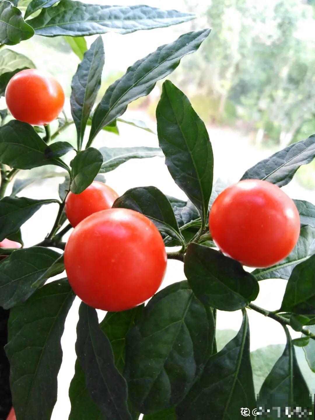 路边捡的果子有剧毒，看见了要躲开！