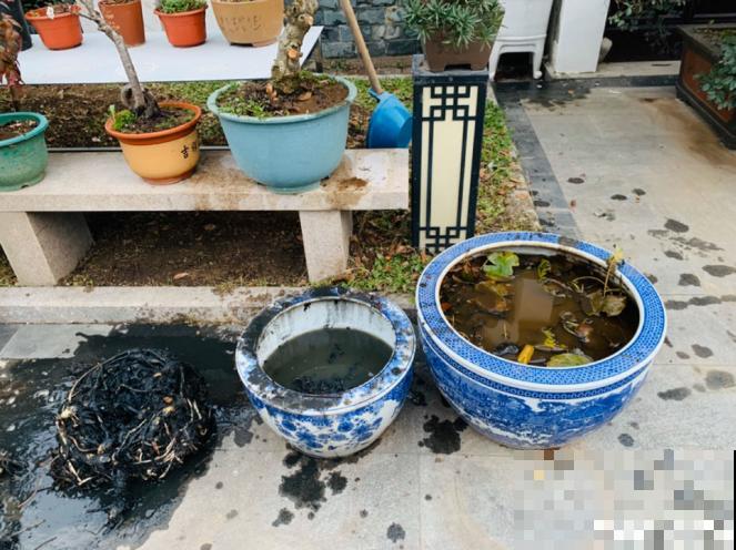 生活在于折腾,养花就是无休止的折腾,并且乐此不疲! 生活在于折腾,养花就是无休止的折腾,并且乐此不疲!