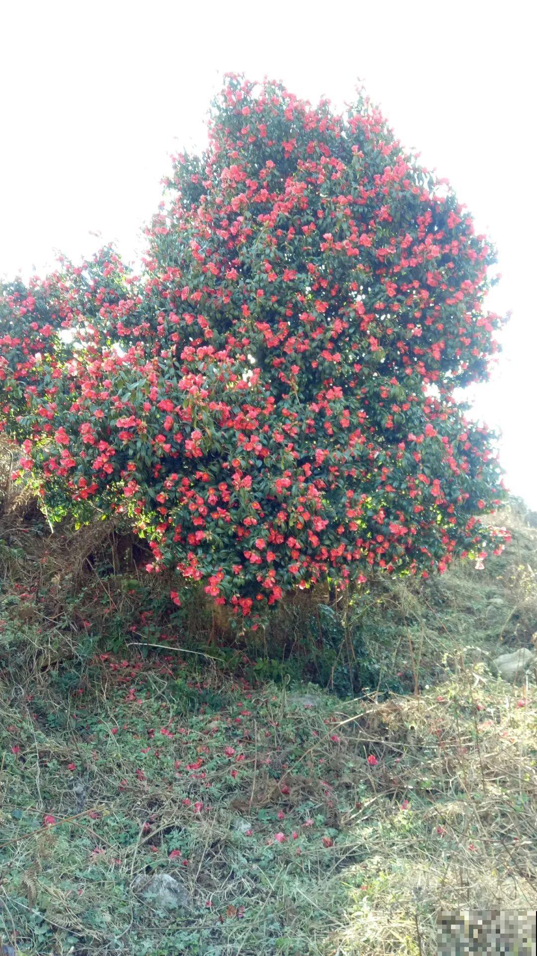 407岁古树，熊孩子玩火烧坏，只剩树皮还能活？