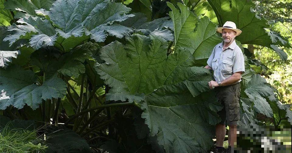 比人还大的植物叶,感受一下来自大自然的神奇! 比人还大的植物叶,感受一下来自大自然的神奇!