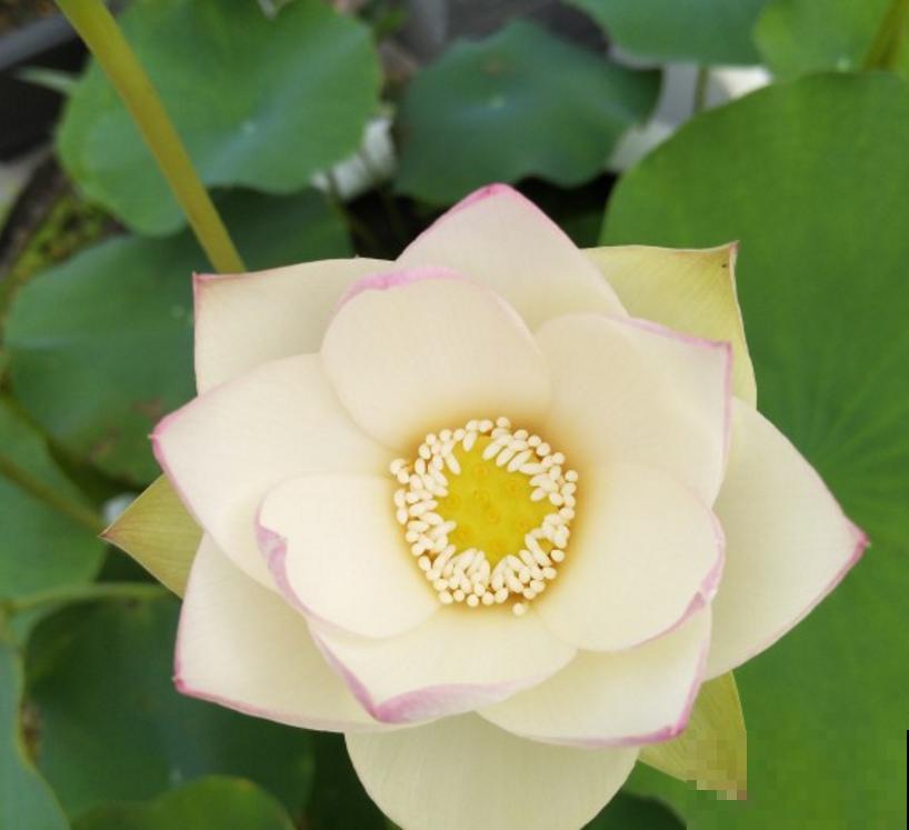 养碗莲的5个要点，简单好学，花朵一开就是满碗！