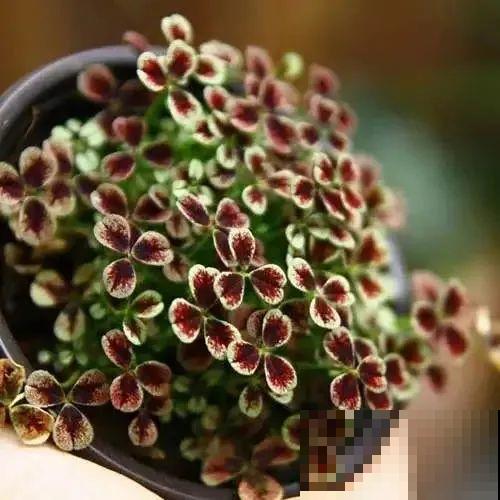 这花被人工培育了,叶子变异后,可以这么美! 这花被人工培育了,叶子变异后,可以这么美!