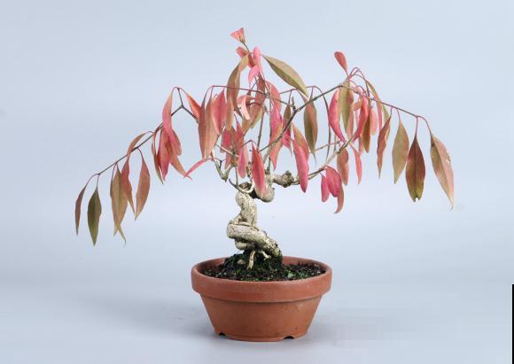 惊艳的6大盆景造型,中国植物艺术的巅峰,收藏起来! 惊艳的6大盆景造型,中国植物艺术的巅峰,收藏起来!