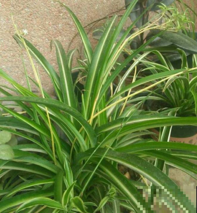 养花人,认识这4个字,就能解决黄叶和烂根问题! 养花人,认识这4个字,就能解决黄叶和烂根问题!