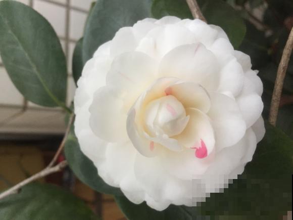 这些花都有一个共同的品种名,买花时,不要搞混了! 这些花都有一个共同的品种名,买花时,不要搞混了!