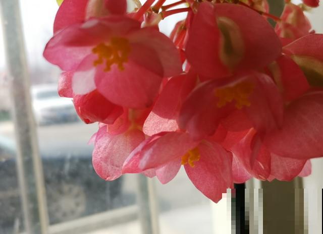 银星海棠特能开,阳台种一盆,一开就是一整年! 银星海棠特能开,阳台种一盆,一开就是一整年!