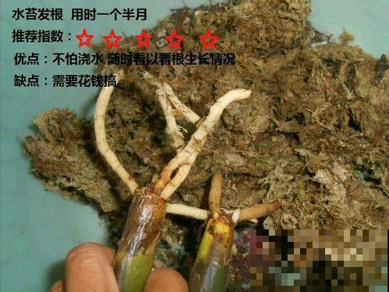 家里的花,用这东西裹住,捂一捂,可以快速生根! 家里的花,用这东西裹住,捂一捂,可以快速生根!