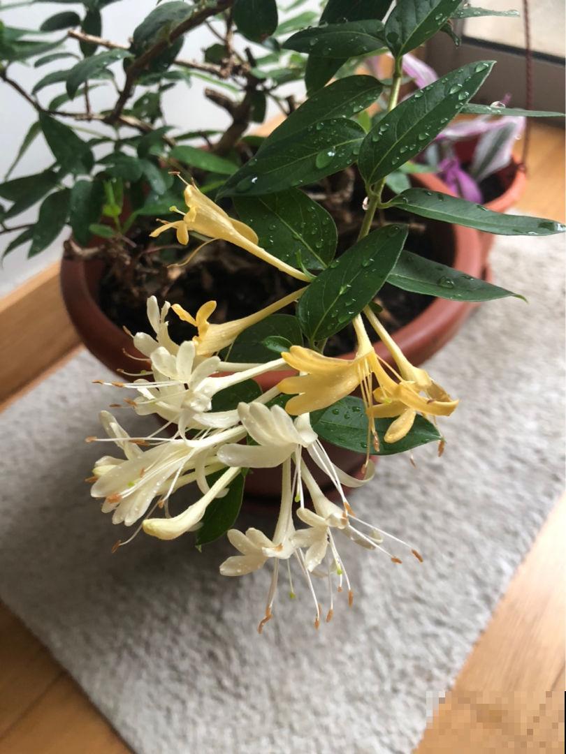 秋天干燥，家里养盆“润心”花，养生对身体好