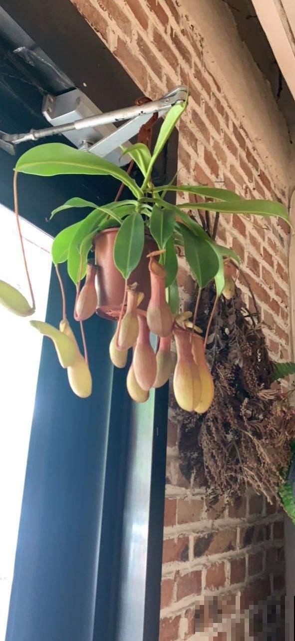 无肉不欢？这4种植物比你还爱吃肉，再加点酒长得更欢！