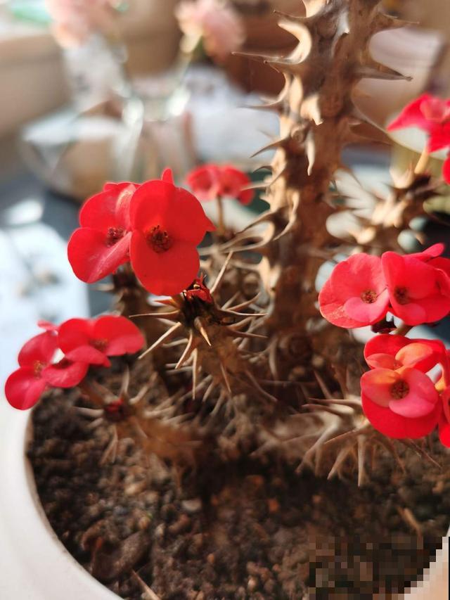 观赏佳品虎刺梅，4招养好，冬天也能开满盆！