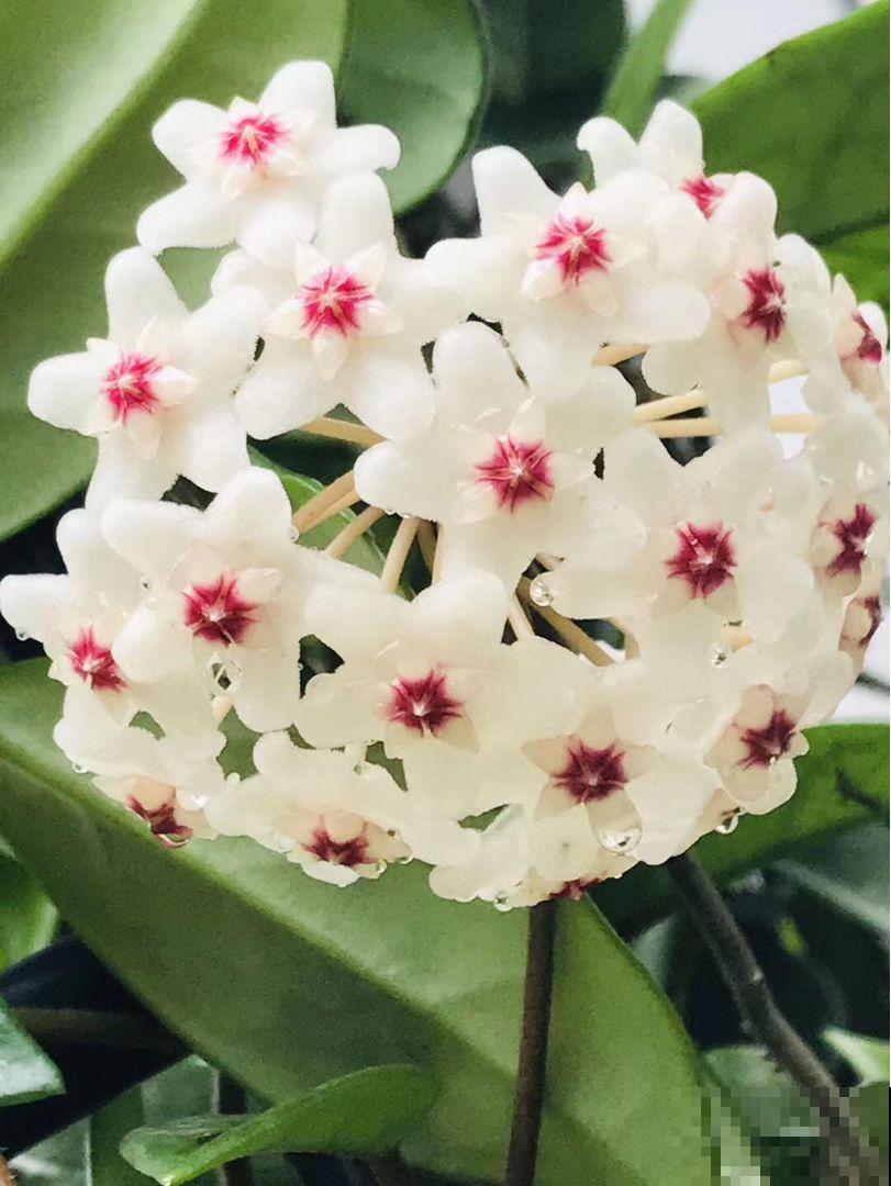 秋季养花大合集，30种花，你想要的我全有！