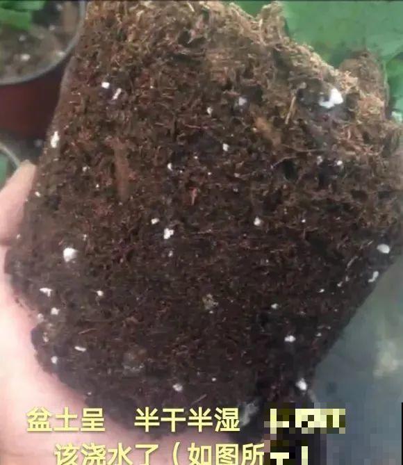 秋老虎来了，9种花进入“死期”，切莫大意！