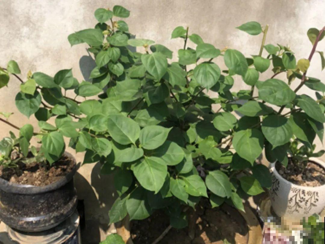 换盆扦插要抓紧，现在正是最佳时期，再晚来不及了！