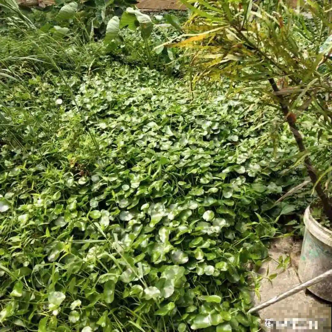 5种花最好别养,根钻得到处都是,砍都砍不尽! 5种花最好别养,根钻得到处都是,砍都砍不尽!