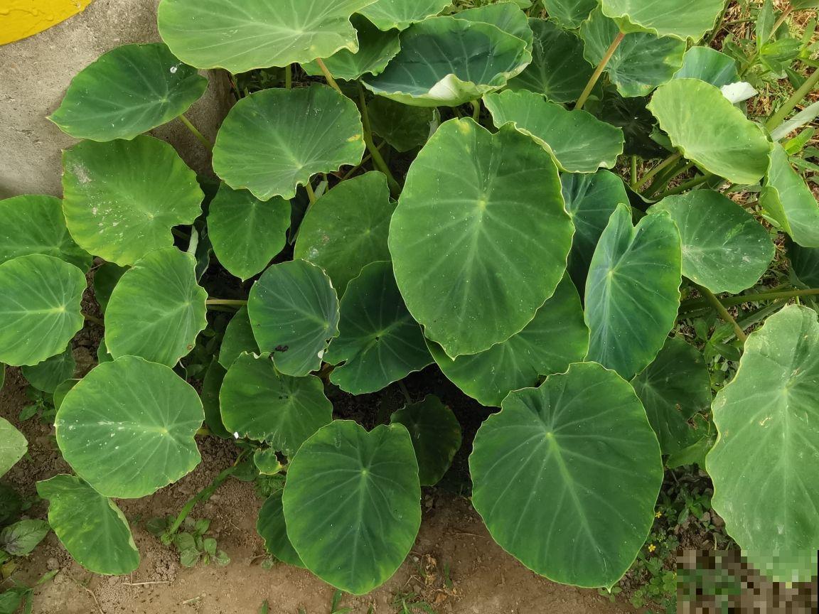 在家养盆芋头，叶子油亮直晃眼，还能拎出满盆小芋头